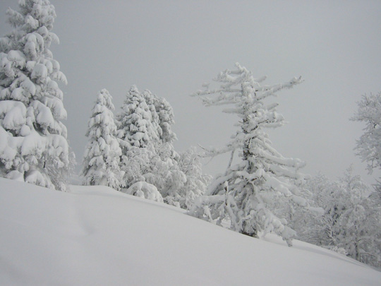 La Pinea